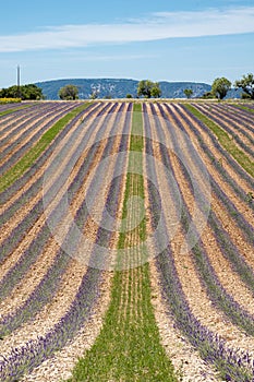 Rows of a purple flowering lavender field