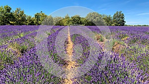 Rows of a purple flowering lavender field