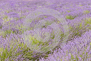 Rows of purple lavender in blooming field. Closeup summer blooming floral field, nature pattern