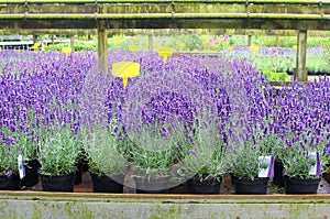 Rows Purple Lavender Hidcote, lavandula, plants garden center