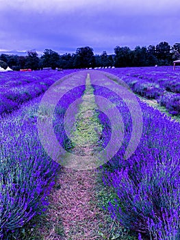 Rows of purple lavender plants