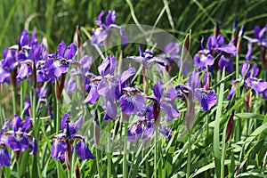 Rows of purple Siberian iris flowers on stems against green grass