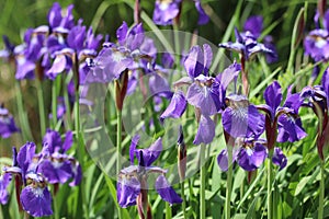 Rows of purple Siberian iris flowers on stems against green grass, close-up