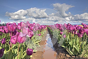 Rows of Purple Tulip Flowers