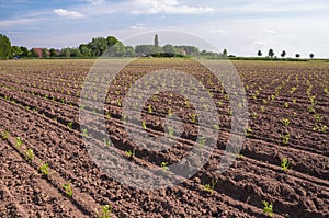 Rows of recently planted Celery plants