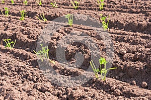Rows of recently planted Celery plants