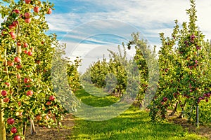 Rows of red apple trees