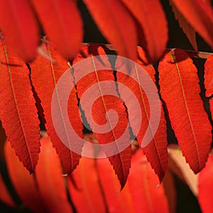 Rows of red autumn sumach leaves