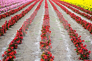 The rows of red begonia Flower garden between with Ameria and ma