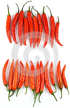 Rows of red fresh chilies