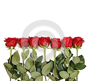 Rows of Red Roses Lined Up Along the Image Edge on White