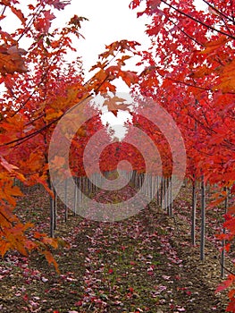 Rows of Red Trees