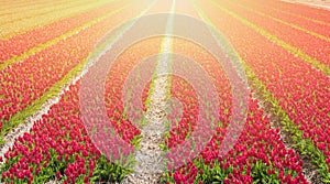 Rows of red tulip flowers at the field in Netherlands, illuminated by sunlight