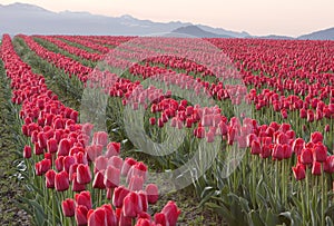 Rows Of Red Tulips