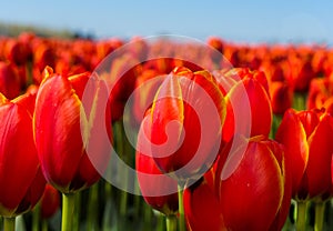 Rows of Red Tulips in Field Closeup Horizontal photo