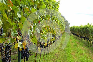 Rows of red wine grapes