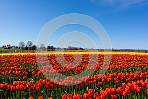 Rows of Red and Yellow Daffodil Tulip Farm