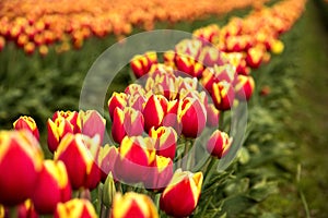 Rows of Red and Yellow Field Tulips