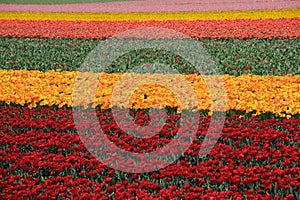 Rows of red and yellow tulips