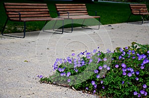 Rows of reddish wood benches on their paneling under the benches is a rectangle of concrete anti-scraping beige paths by the shoes