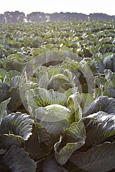 Rows of ripe cabbage plantations grow in the field