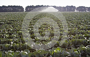 Rows of ripe cabbage plantations grow in the field