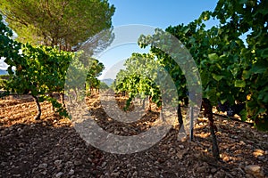 Rows of ripe grenache wine grapes plants on vineyards in Cotes  de Provence, region Provence, south of France