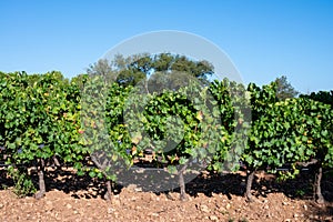 Rows of ripe grenache wine grapes plants on vineyards in Cotes  de Provence, region Provence, south of France