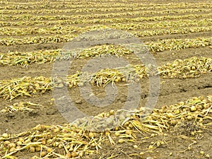 Rows of ripe onions in field