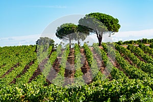 Rows of ripe syrah wine grapes plants on vineyards in Cotes  de Provence, region Provence, south of France