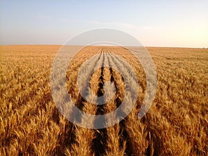 Rows of ripe wheat