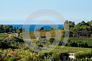 Rows of ripe wine grapes plants on vineyards in Cotes  de Provence with blue sea near Saint-Tropez, region Provence, Saint-Tropez