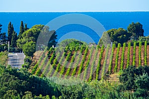 Rows of ripe wine grapes plants on vineyards in Cotes  de Provence with blue sea near Saint-Tropez, region Provence, Saint-Tropez