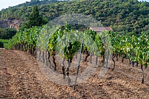 Rows of ripe wine grapes plants on vineyards in Cotes  de Provence near Collobrieres , region Provence, south of France