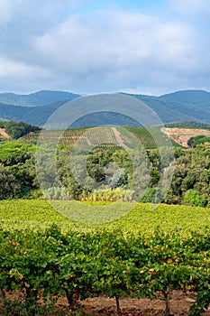 Rows of ripe wine grapes plants on vineyards in Cotes  de Provence near Collobrieres , region Provence, south of France