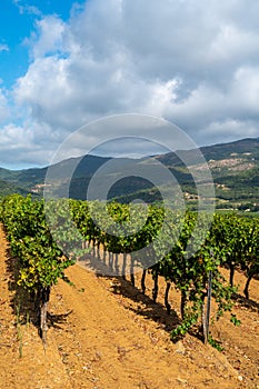 Rows of ripe wine grapes plants on vineyards in Cotes  de Provence near Collobrieres , region Provence, south of France