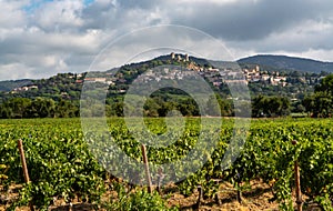 Rows of ripe wine grapes plants on vineyards in Cotes  de Provence near Grimaud, region Provence, south of France