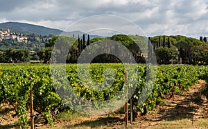 Rows of ripe wine grapes plants on vineyards in Cotes  de Provence near Grimaud, region Provence, south of France