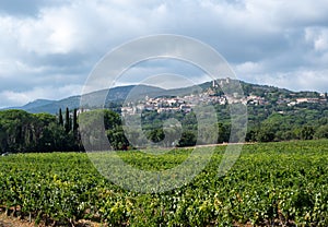 Rows of ripe wine grapes plants on vineyards in Cotes  de Provence near Grimaud, region Provence, south of France