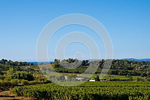 Rows of ripe wine grapes plants on vineyards in Cotes  de Provence near Saint-Tropez, region Provence, Saint-Tropez, south of