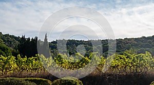 Rows of ripe wine grapes plants on vineyards in Cotes  de Provence near Saint-Tropez, region Provence, Saint-Tropez, south of