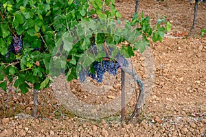 Rows of ripe wine grapes plants on vineyards in Cotes  de Provence, region Provence, Saint-Tropez, south of France