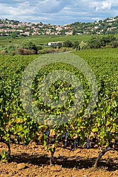 Rows of ripe wine grapes plants on vineyards in Cotes  de Provence, region Provence, Saint-Tropez, south of France