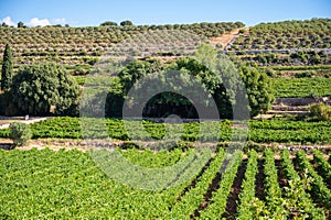 Rows of ripe wine grapes plants on vineyards in Cotes  de Provence, region Provence, south of France