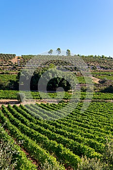 Rows of ripe wine grapes plants on vineyards in Cotes  de Provence, region Provence, south of France