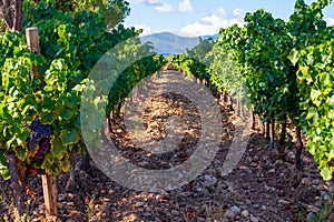 Rows of ripe wine grapes plants on vineyards in Cotes  de Provence, region Provence, south of France photo