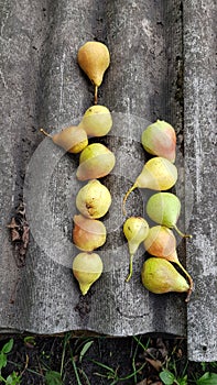 Rows of ripe yellow pears on grey rustic rough eternit roof surface