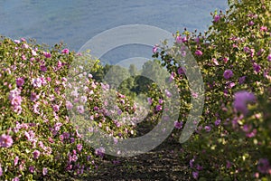 Rows Of Roses In An Agricultural Field