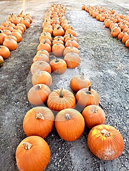 Rows of round orange pumpkins at a fall festival