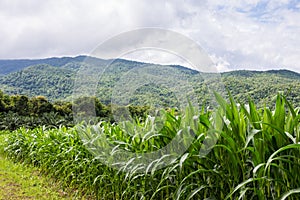 Rows and Rows of fresh unpicked corn